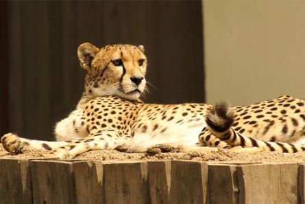 Gepard aus dem Bernburger Tiergarten